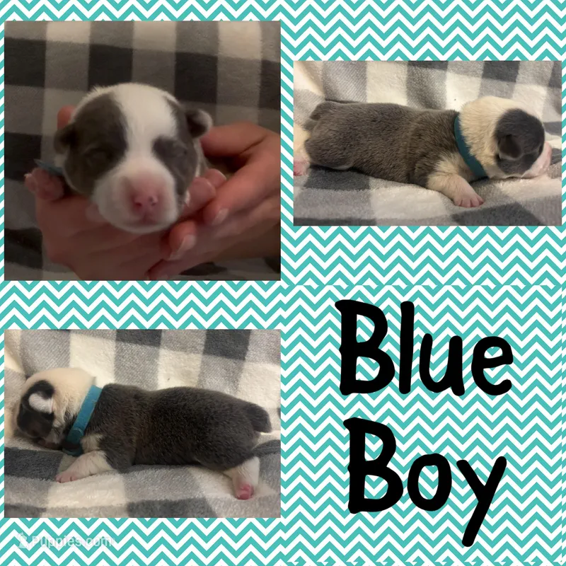 Blue Boy – Pembroke Welsh Corgi puppy for sale in Marble City, OK