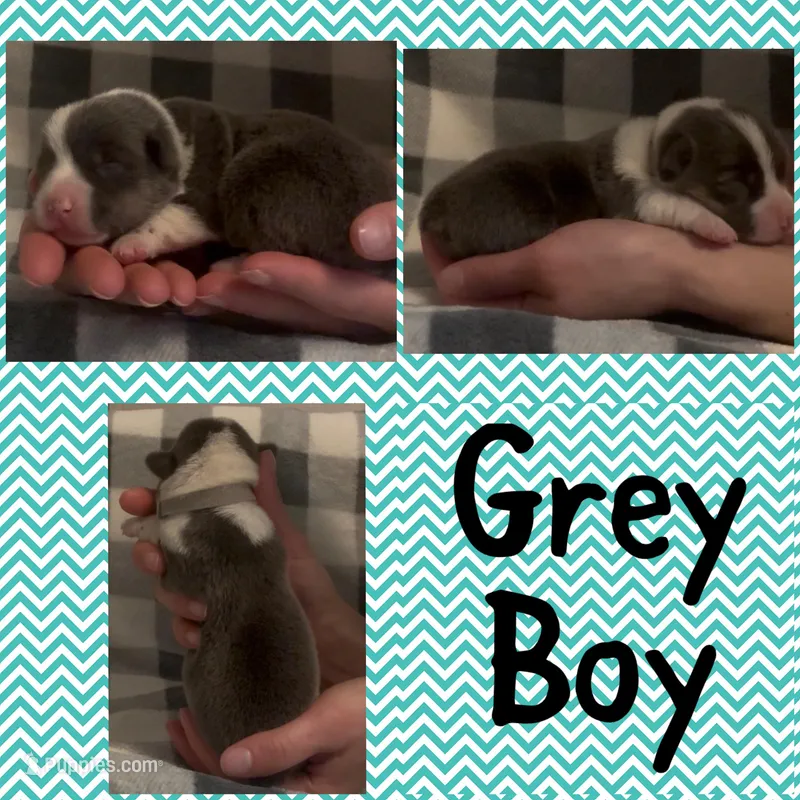 Grey Boy – Pembroke Welsh Corgi puppy for sale in Marble City, OK