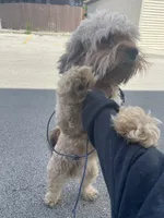 Rilo, a male Cockapoo for sale in Milwaukee, WI – 3 of 10