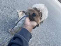 Rilo, a male Cockapoo for sale in Milwaukee, WI – 10 of 10
