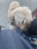 Rilo, a male Cockapoo for sale in Milwaukee, WI – 4 of 10