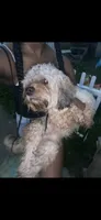 Rilo, a male Cockapoo for sale in Milwaukee, WI – 7 of 10