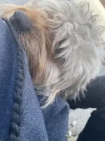 Rilo, a male Cockapoo for sale in Milwaukee, WI – 2 of 10