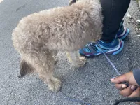 Rilo, a male Cockapoo for sale in Milwaukee, WI – 5 of 10
