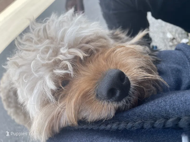 Rilo – Cockapoo puppy for sale in Milwaukee, WI