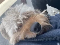 Rilo, a male Cockapoo for sale in Milwaukee, WI – 1 of 10