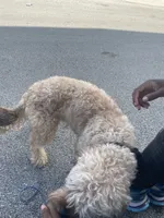Rilo, a male Cockapoo for sale in Milwaukee, WI – 6 of 10