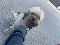 Rilo, a male Cockapoo for sale in Milwaukee, WI – 9 of 10