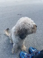 Rilo, a male Cockapoo for sale in Milwaukee, WI – 8 of 10