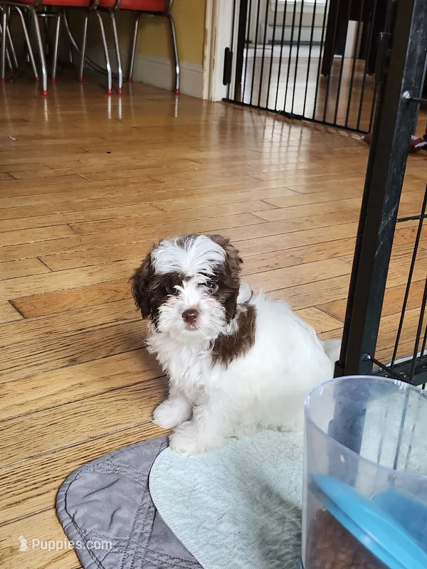 Female Shihpoo 1 – Shihpoo puppy for sale in Rehoboth, MA