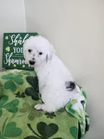 Snoopy, a male Poodle - Miniature  for sale in Rehoboth, MA – Photo 1 of 2