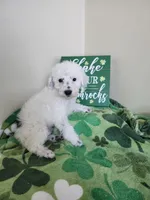 Snoopy, a male Poodle - Miniature  for sale in Rehoboth, MA – Photo 2 of 2