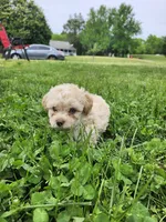 Female Toy Poodle 2, a female Poodle - Toy  for sale in Rehoboth, MA – 2 of 2