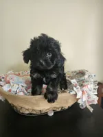 Female Havapoo, a female Cavapoo for sale in Rehoboth, MA – 1 of 1
