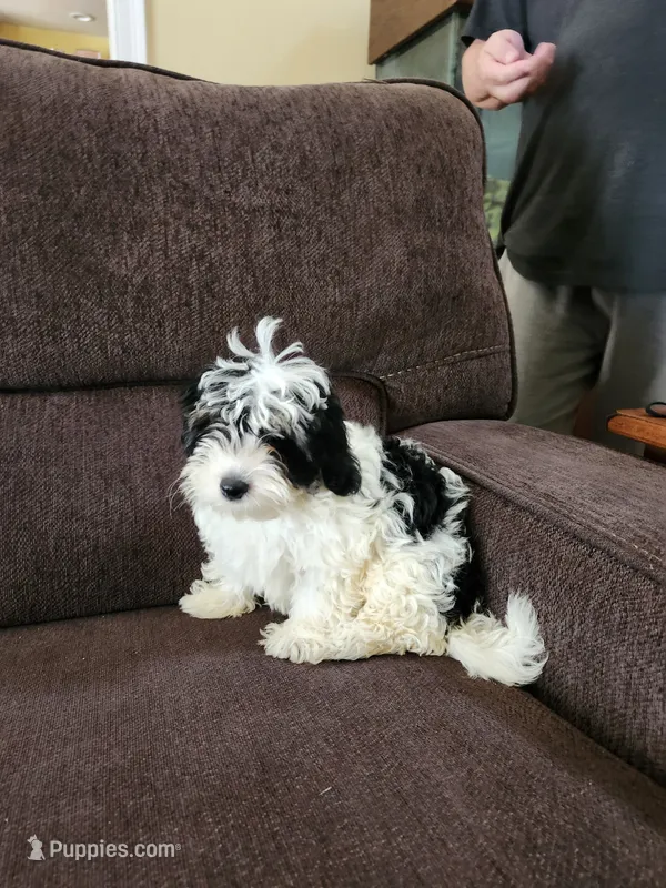 Yorkipoo – Yorkipoo puppy for sale in Rehoboth, MA