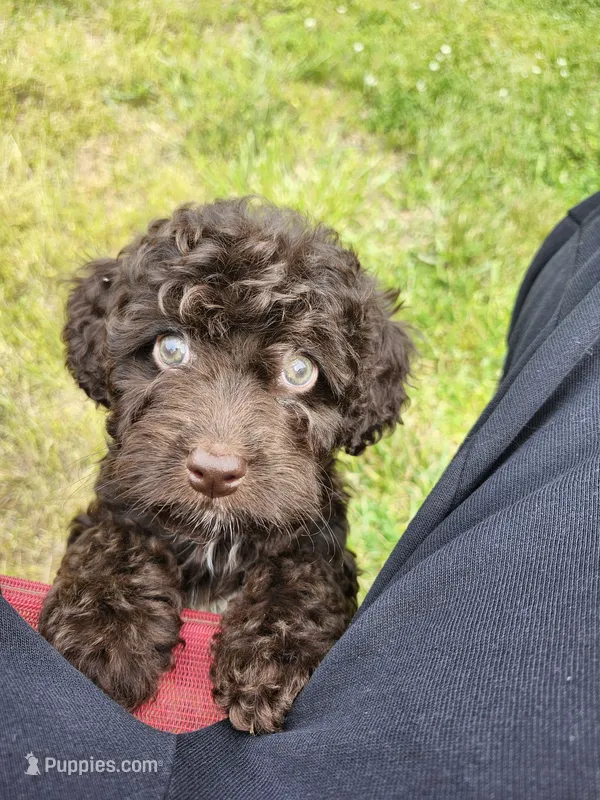 Female Cockapoo  – Cockapoo puppy for sale in Rehoboth, MA