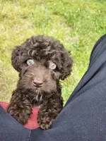 Female Cockapoo , a female Cockapoo for sale in Rehoboth, MA – 1 of 3