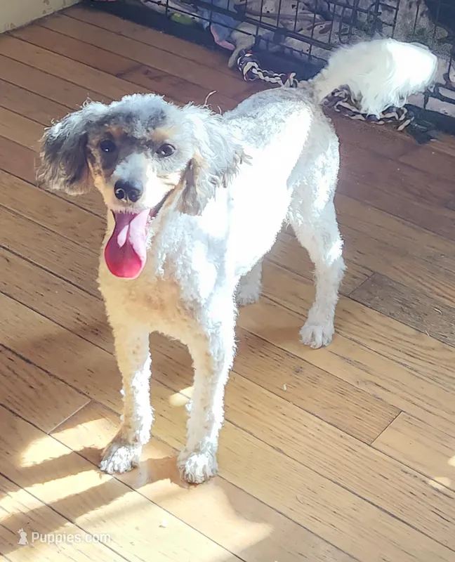 Sage – Poodle - Miniature  puppy for sale in Rehoboth, MA