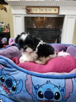 Female bl/wh, a female Shih Tzu for sale in Rehoboth, MA – 2 of 2