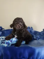Male Cockapoo, a male Cockapoo for sale in Rehoboth, MA – 1 of 1