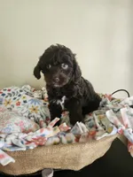 Female Cockapoo , a female Cockapoo for sale in Rehoboth, MA – 1 of 1