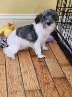 Small Girl, a female Schnoodle for sale in Rehoboth, MA – Photo 1 of 2