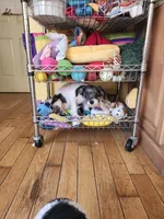 Small Girl, a female Schnoodle for sale in Rehoboth, MA – Photo 2 of 2