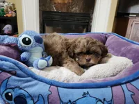 Male 1, a male Shih Tzu for sale in Rehoboth, MA – 2 of 2