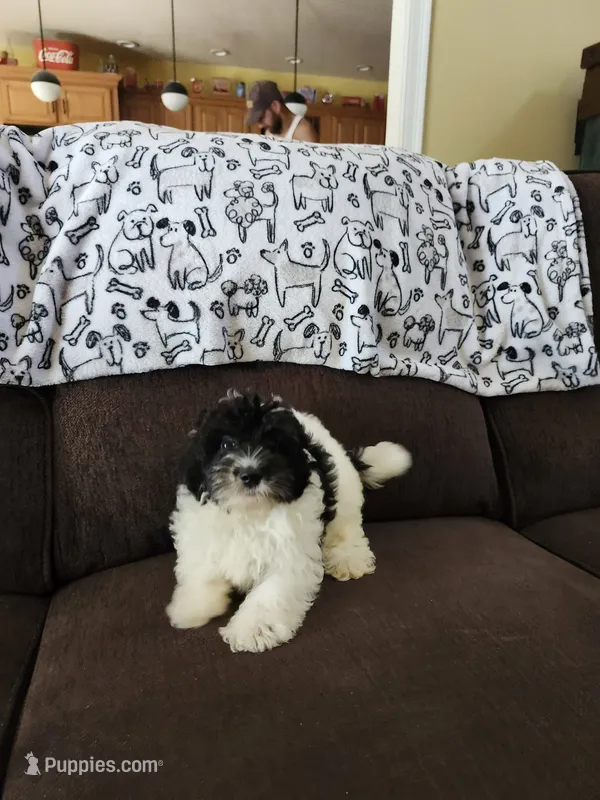 Large Male – Yorkipoo puppy for sale in Rehoboth, MA
