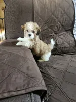Parti male , a male Maltipoo for sale in Rehoboth, MA – 2 of 2