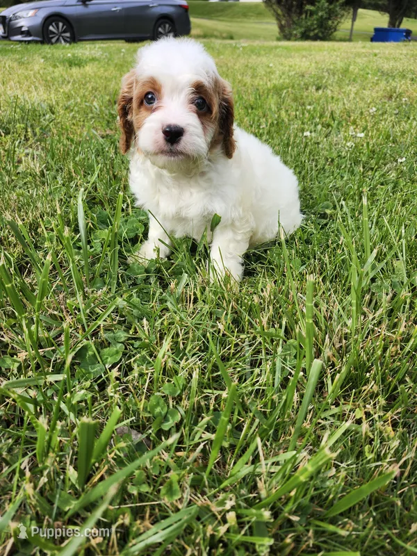 Male Cavapoo , a male Cavapoo for sale in Rehoboth, MA – 1 of 2