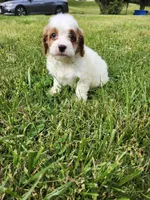 Male Cavapoo , a male Cavapoo for sale in Rehoboth, MA – 1 of 2
