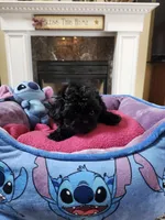 Female bl, a female Shih Tzu for sale in Rehoboth, MA – 2 of 2
