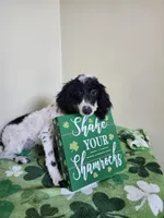 Black/white female, a female Poodle - Miniature  for sale in Rehoboth, MA – Photo 1 of 2