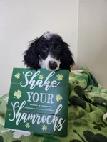 Black/white female, a female Poodle - Miniature  for sale in Rehoboth, MA – Photo 2 of 2