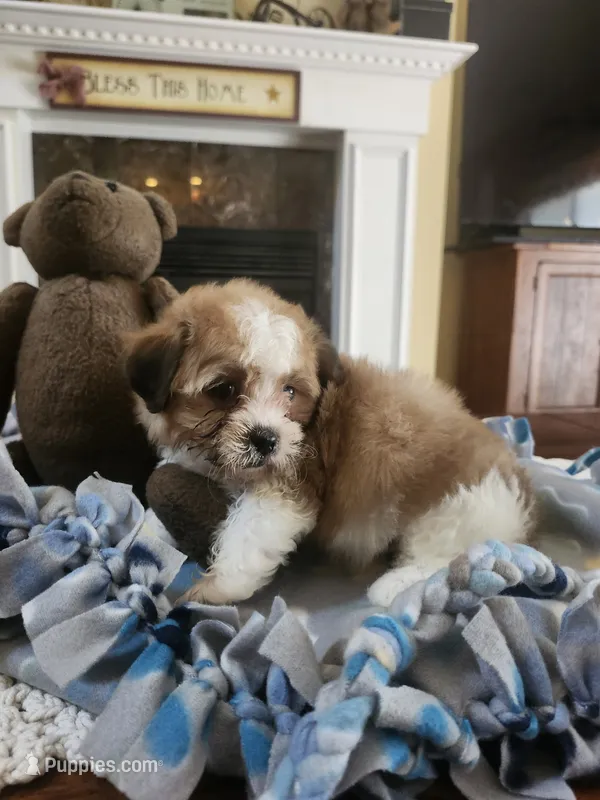 Parti male  – Maltipoo puppy for sale in Rehoboth, MA