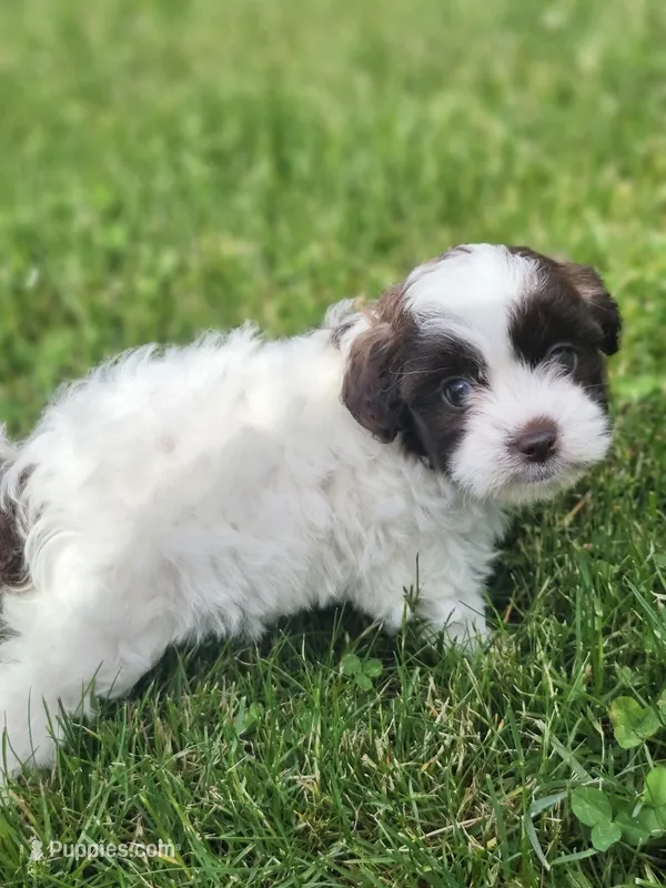 Female Shihpoo  – Shihpoo puppy for sale in Rehoboth, MA