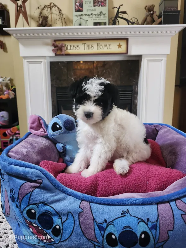 Female bl/wh – Yorkipoo puppy for sale in Rehoboth, MA