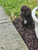 Male Cockapoo , a female Cockapoo for sale in Rehoboth, MA – 1 of 1
