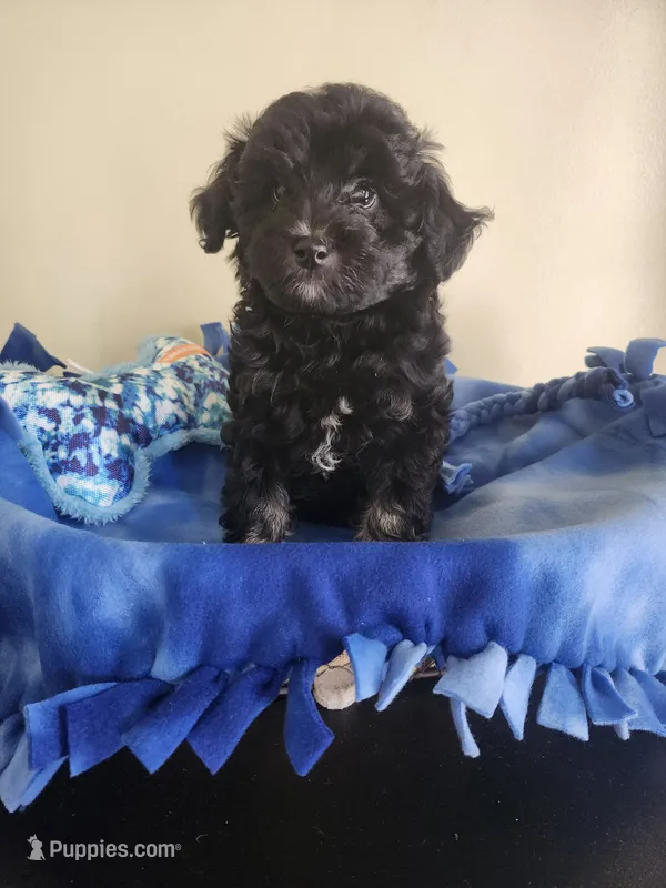 Male Havapoo – Cavapoo puppy for sale in Rehoboth, MA