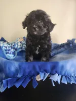 Male Havapoo, a male Cavapoo for sale in Rehoboth, MA – 1 of 1