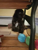Male Cockapoo, a male Cockapoo for sale in Rehoboth, MA – 2 of 2