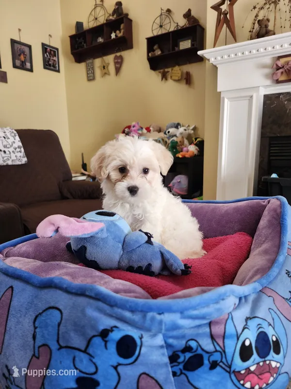 Female – Yorkipoo puppy for sale in Rehoboth, MA