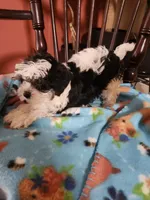 Yorkipoo 1, a male Yorkipoo for sale in Rehoboth, MA – 2 of 2