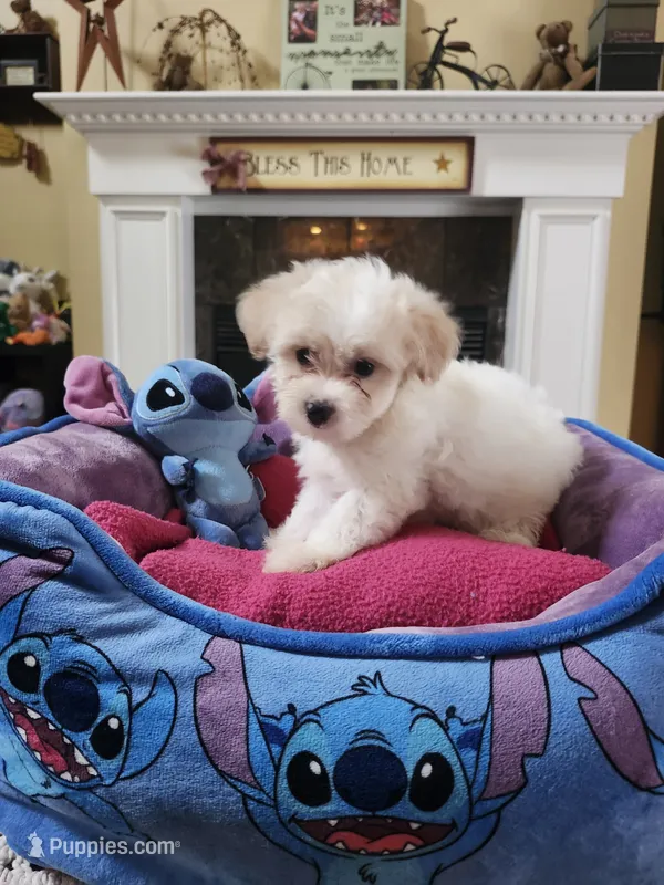 Female wh – Yorkipoo puppy for sale in Rehoboth, MA
