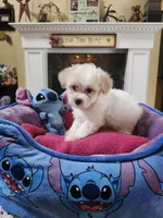 Female wh, a female Yorkipoo for sale in Rehoboth, MA – 1 of 1