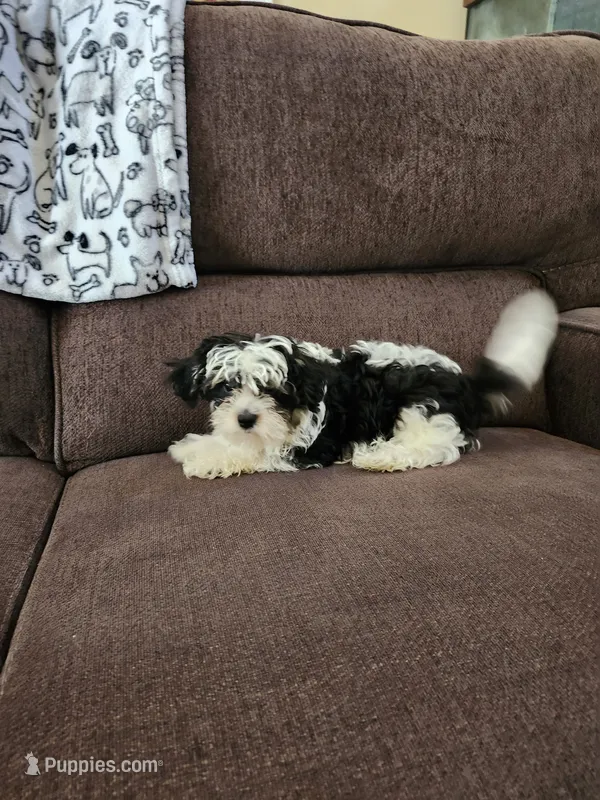 Yorkipoo 1 – Yorkipoo puppy for sale in Rehoboth, MA