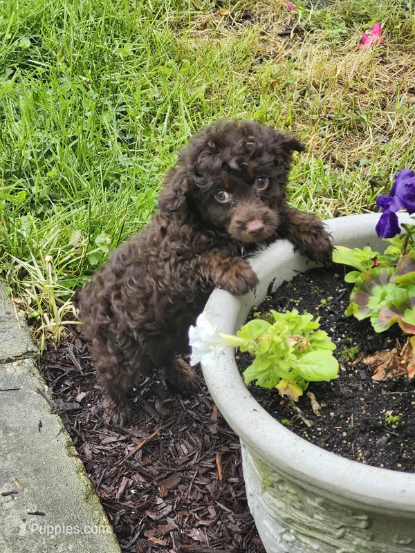 Female Cockapoo  – Cockapoo puppy for sale in Rehoboth, MA