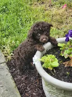 Female Cockapoo , a female Cockapoo for sale in Rehoboth, MA – 1 of 1