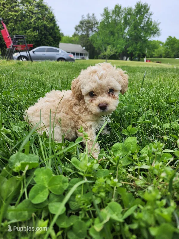 Female Toy Poodle 2 – Poodle - Toy  puppy for sale in Rehoboth, MA